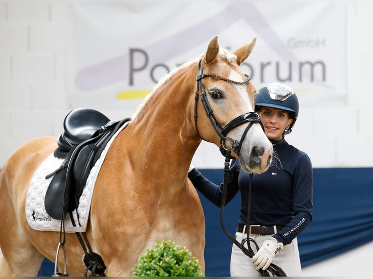 Haflinger Merrie 8 Jaar 148 cm Vos in Marsberg