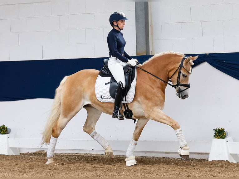 Haflinger Merrie 8 Jaar 148 cm Vos in Marsberg