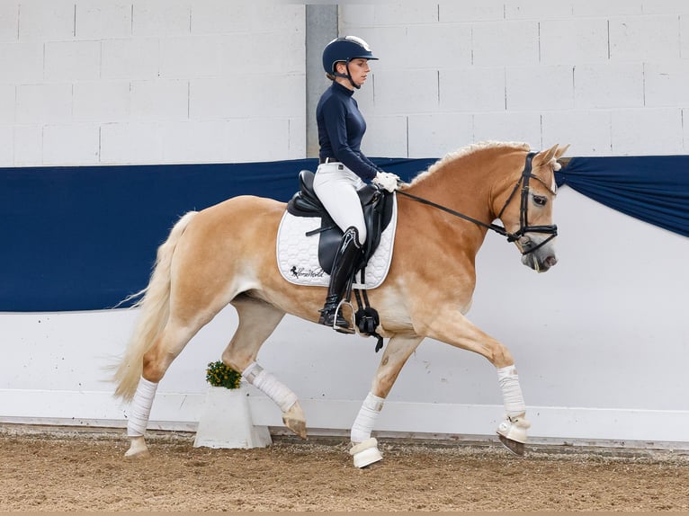 Haflinger Merrie 8 Jaar 148 cm Vos in Marsberg