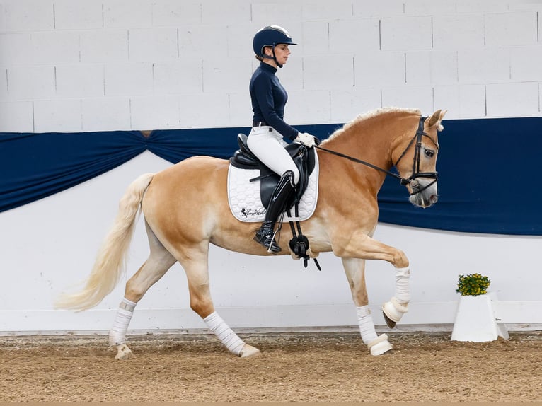 Haflinger Merrie 8 Jaar 148 cm Vos in Marsberg
