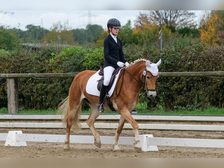 Haflinger Merrie 8 Jaar 148 cm Vos in Voerde