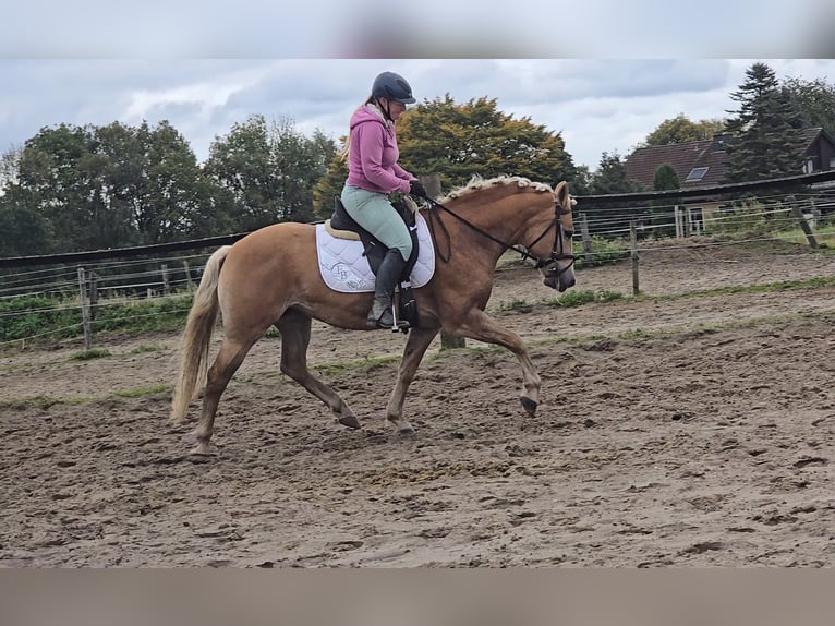 Haflinger Merrie 8 Jaar 148 cm Vos in Mülheim an der Ruhr