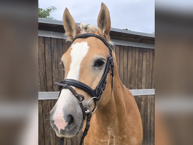 Haflinger Merrie 8 Jaar 148 cm Vos in Mülheim an der Ruhr