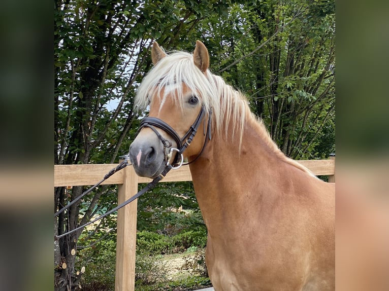 Haflinger Merrie 8 Jaar 148 cm Vos in Iggingen