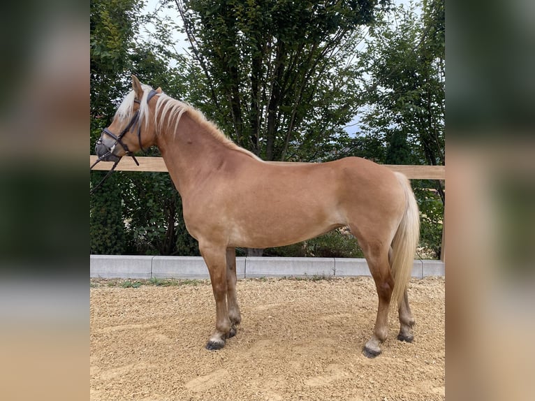 Haflinger Merrie 8 Jaar 148 cm Vos in Iggingen