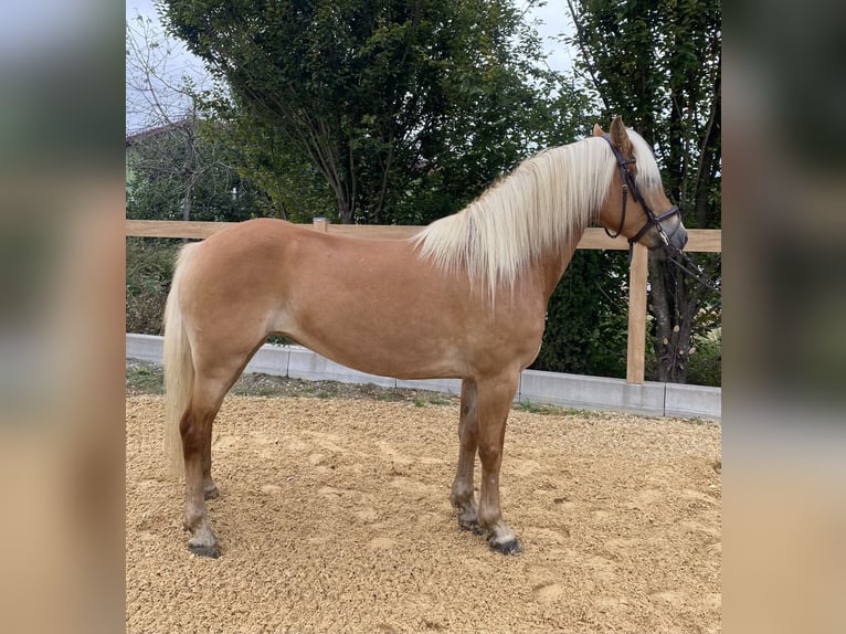 Haflinger Merrie 8 Jaar 148 cm Vos in Iggingen