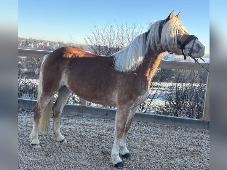 Haflinger Merrie 8 Jaar 148 cm Vos in Iggingen