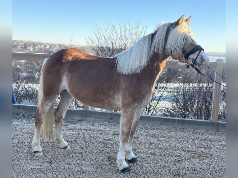 Haflinger Merrie 8 Jaar 148 cm Vos in Iggingen