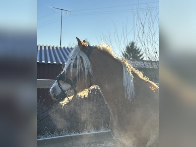 Haflinger Merrie 8 Jaar 148 cm Vos in Iggingen