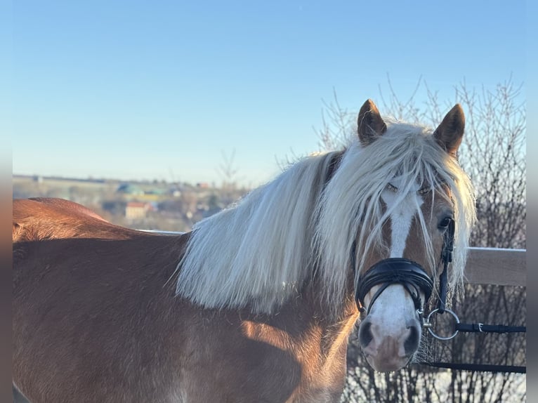 Haflinger Merrie 8 Jaar 148 cm Vos in Iggingen