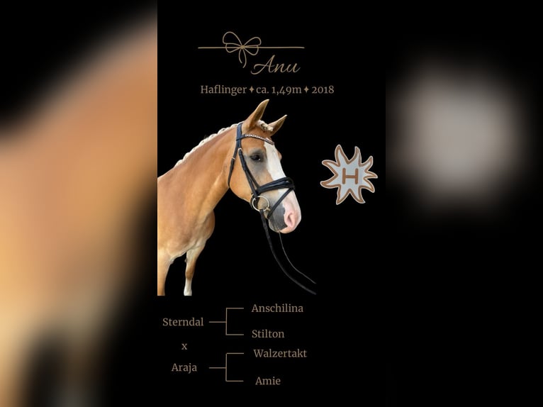 Haflinger Merrie 8 Jaar 149 cm  in Ladis