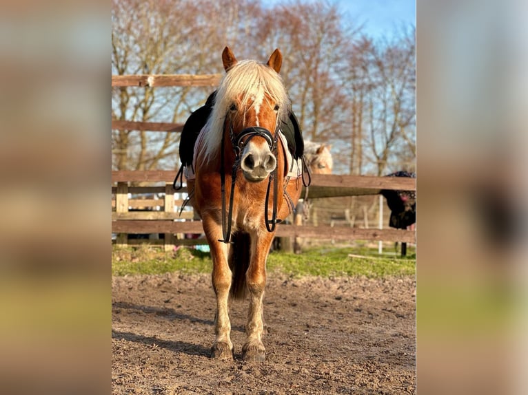 Haflinger Merrie 8 Jaar 149 cm Vos in Ellerbek