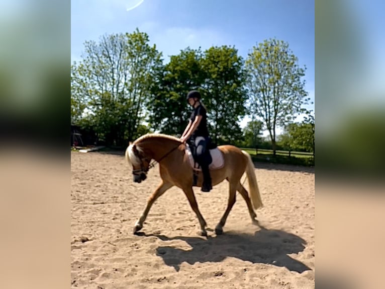 Haflinger Merrie 8 Jaar 149 cm Vos in Ellerbek