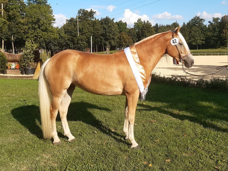 Haflinger Merrie 8 Jaar 149 cm Vos in Söll