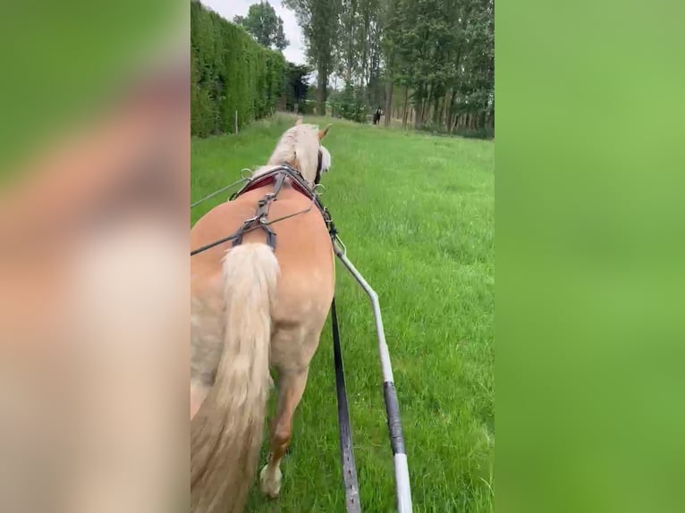 Haflinger Merrie 8 Jaar 150 cm Palomino in Berlare