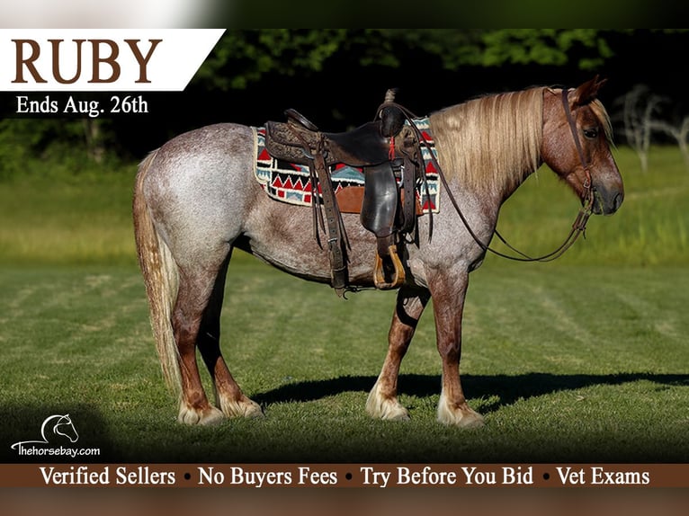 Haflinger Merrie 8 Jaar 150 cm Roan-Red in Somerset, KY