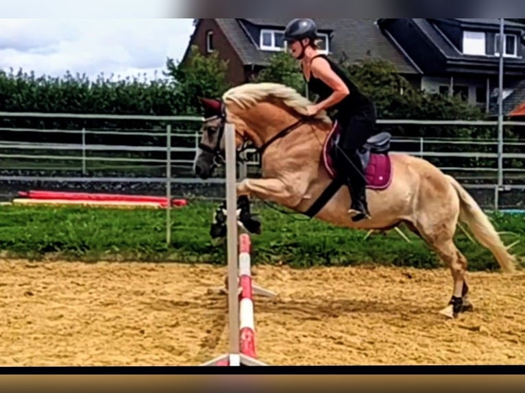 Haflinger Merrie 8 Jaar 150 cm Vos in Langenberg