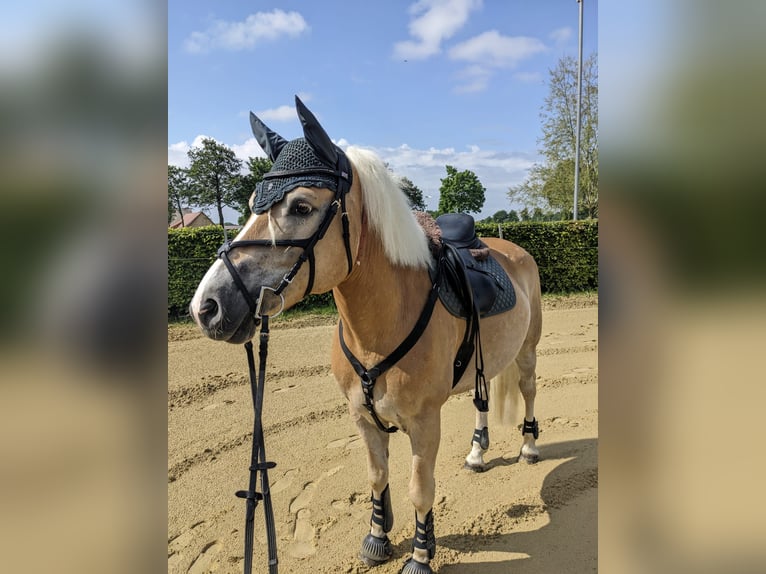 Haflinger Merrie 8 Jaar 150 cm Vos in Langenberg