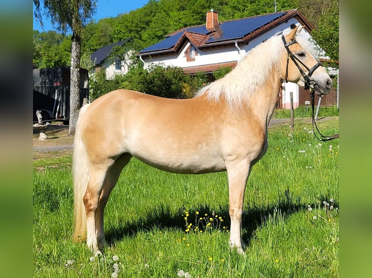 Haflinger Merrie 8 Jaar 150 cm Vos in Brücken