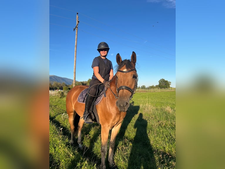 Haflinger Mix Merrie 8 Jaar 152 cm Bruin in Villach