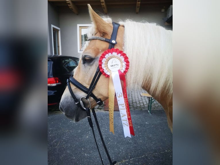 Haflinger Merrie 8 Jaar 152 cm Champagne in Schwoich
