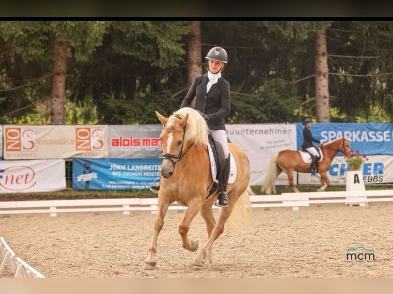 Haflinger Merrie 8 Jaar 152 cm Champagne in Schwoich