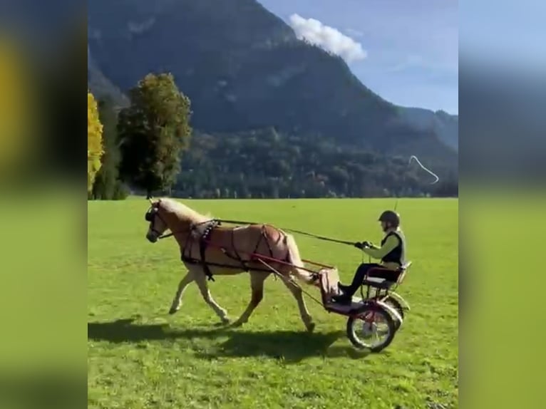 Haflinger Merrie 8 Jaar 152 cm Champagne in Schwoich