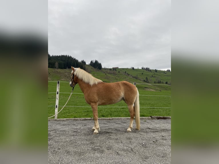 Haflinger Merrie 8 Jaar 152 cm Vos in Einsiedeln