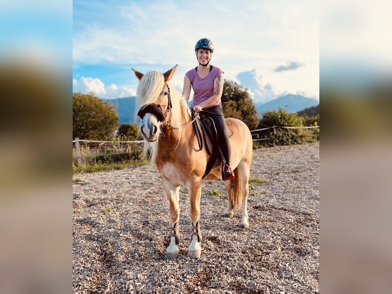 Haflinger Merrie 8 Jaar 152 cm Vos in LinsendorfGrafenstein