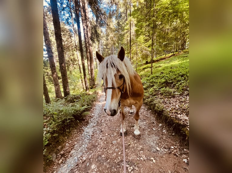 Haflinger Merrie 8 Jaar 152 cm Vos in LinsendorfGrafenstein