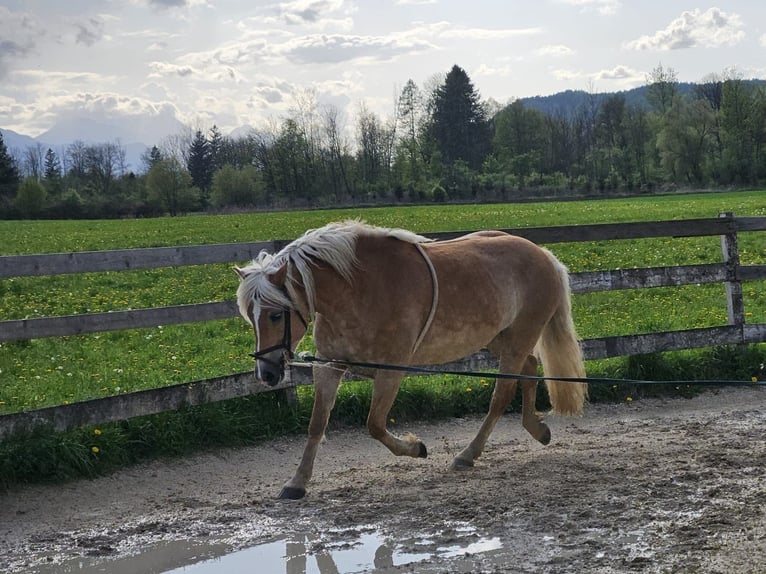 Haflinger Merrie 8 Jaar 153 cm Falbe in Ferlach