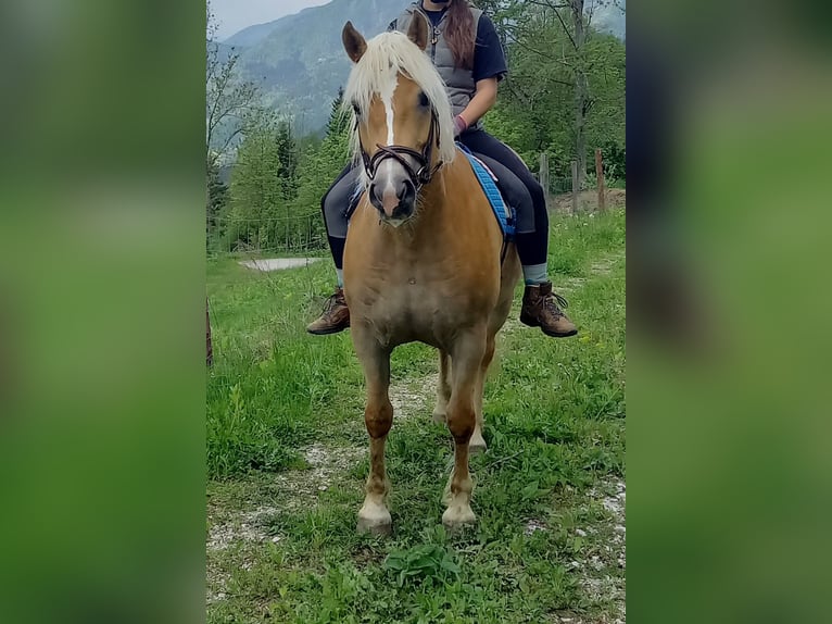 Haflinger Merrie 8 Jaar 153 cm Falbe in Ferlach