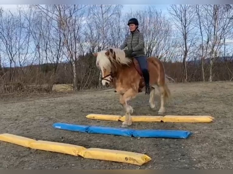 Haflinger Merrie 8 Jaar 153 cm Falbe in Ferlach