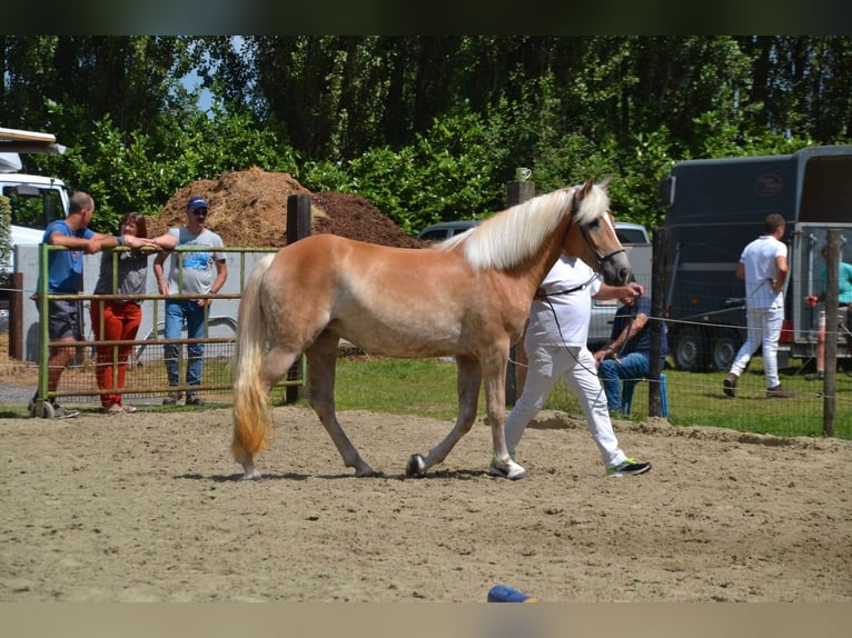 Haflinger Merrie 8 Jaar 155 cm Bruin in Wieze