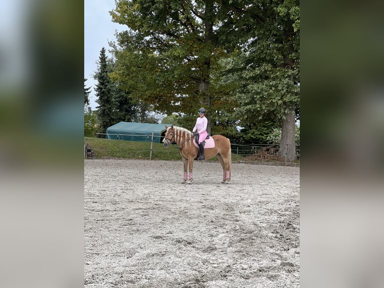 Haflinger Merrie 8 Jaar 155 cm Vos in Spenge