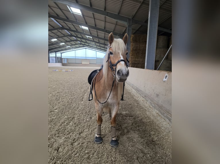 Haflinger Merrie 8 Jaar  in Langerwehe