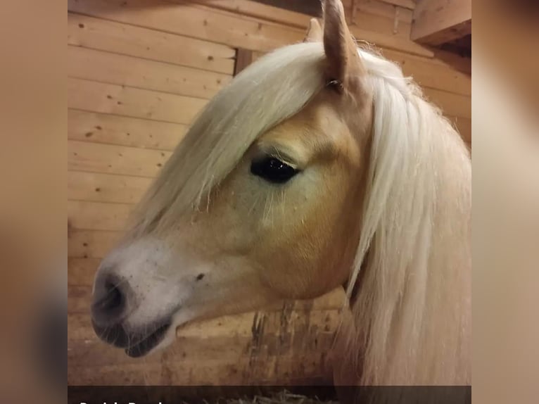 Haflinger Merrie 8 Jaar Vos in St. Josef