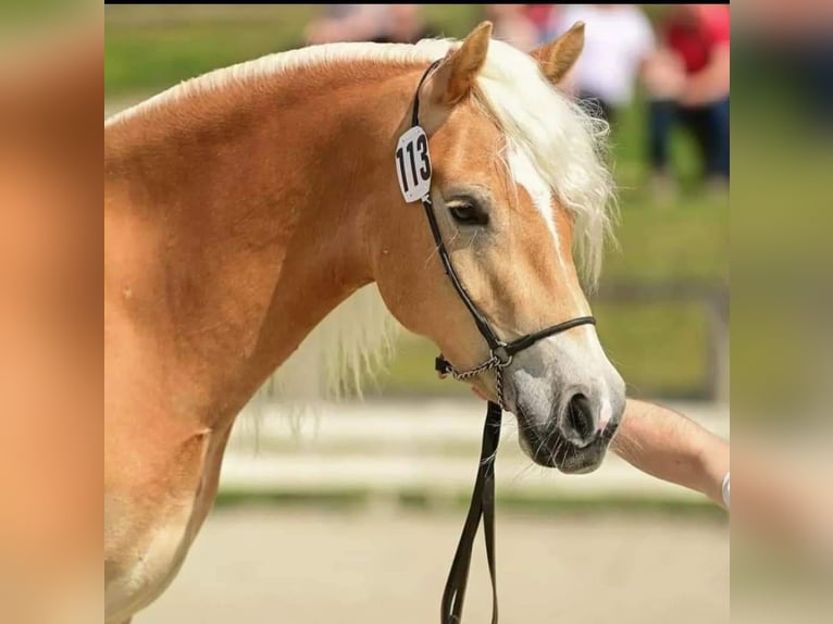 Haflinger Merrie 8 Jaar Vos in St. Josef
