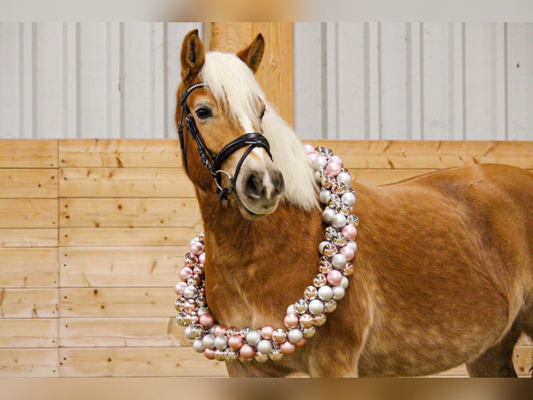 Haflinger Merrie 9 Jaar 142 cm  in Aspach