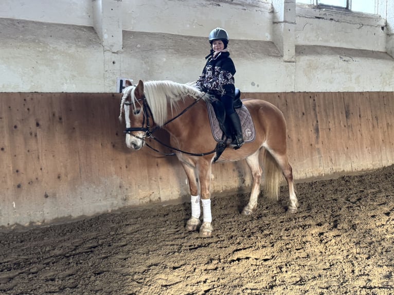 Haflinger Merrie 9 Jaar 144 cm Vos in Ganschow