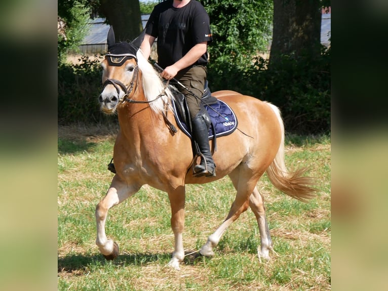 Haflinger Merrie 9 Jaar 144 cm Vos in Dorsten