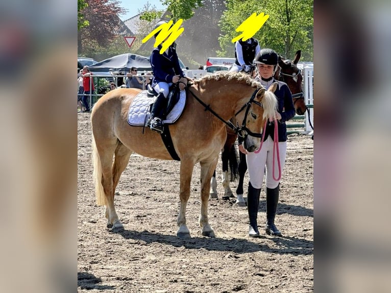 Haflinger Merrie 9 Jaar 145 cm Falbe in Mühlen Eichsen