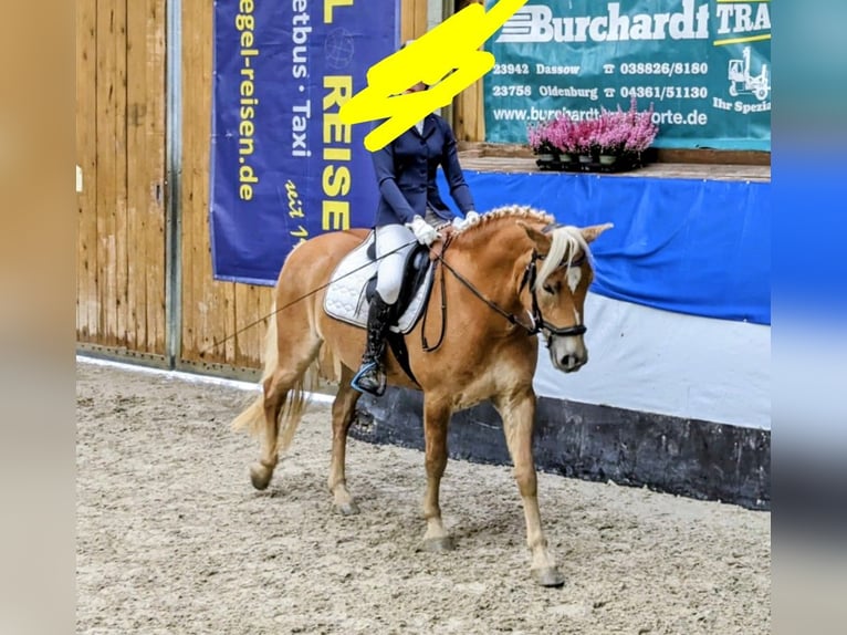 Haflinger Merrie 9 Jaar 145 cm Falbe in Mühlen Eichsen