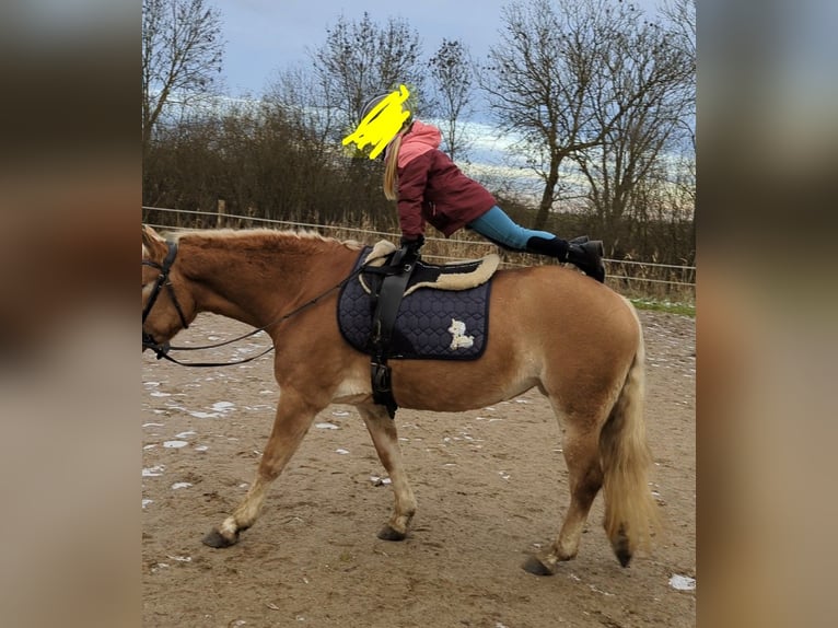 Haflinger Merrie 9 Jaar 145 cm Falbe in Mühlen Eichsen