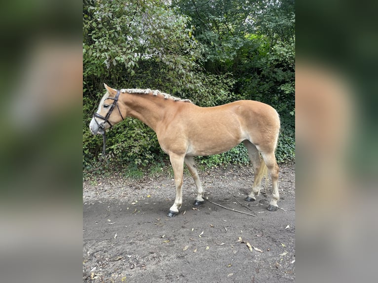 Haflinger Merrie 9 Jaar 146 cm Vos in Oberhausen