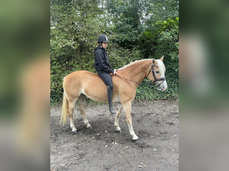 Haflinger Merrie 9 Jaar 146 cm Vos in Oberhausen