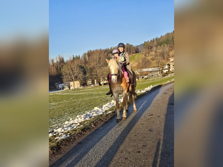 Haflinger Merrie 9 Jaar 146 cm Vos in Schwoich
