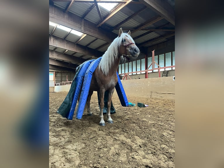 Haflinger Merrie 9 Jaar 147 cm Vos in GrevenGreven