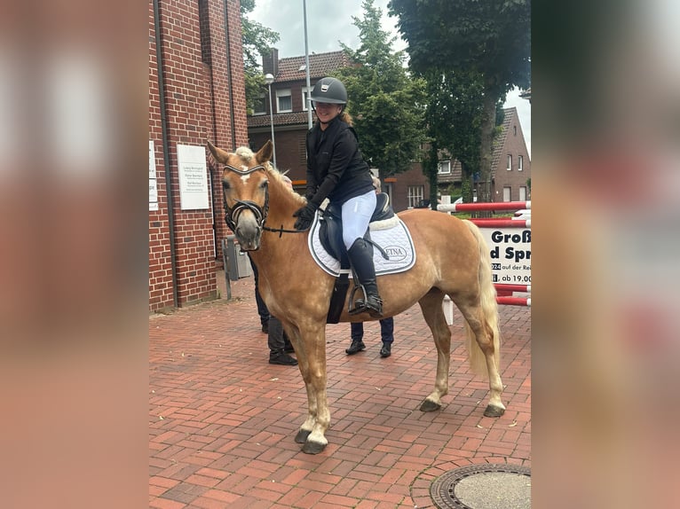 Haflinger Merrie 9 Jaar 147 cm Vos in GrevenGreven