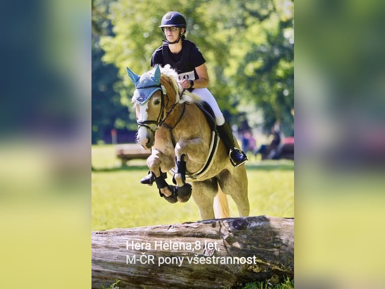 Haflinger Merrie 9 Jaar 148 cm Vos in Pelmberg